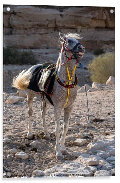 Arabian White Horse in Petra, Jordan Acrylic by Dietmar Rauscher