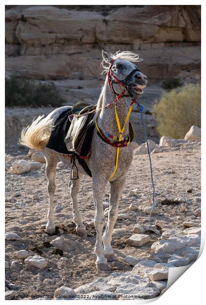 Arabian White Horse in Petra, Jordan Print by Dietmar Rauscher