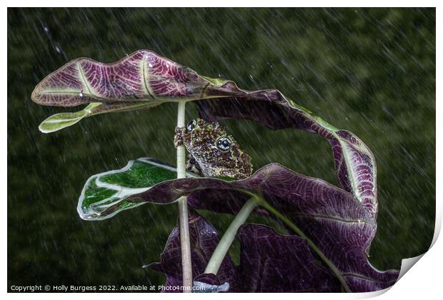 Hidden Marvel: The Vietnamese Mossy Frog Print by Holly Burgess