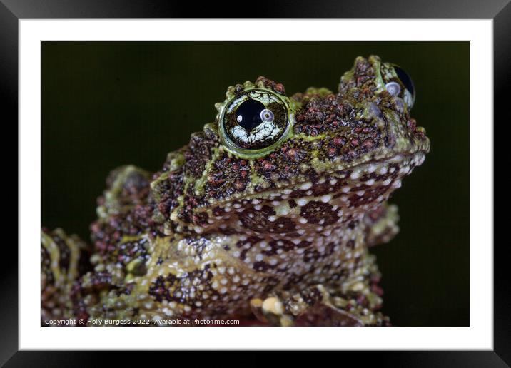 Vietnam Mossy frog  Framed Mounted Print by Holly Burgess