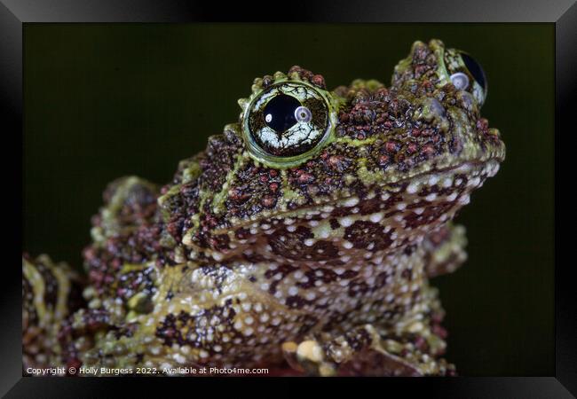 Vietnam Mossy frog  Framed Print by Holly Burgess