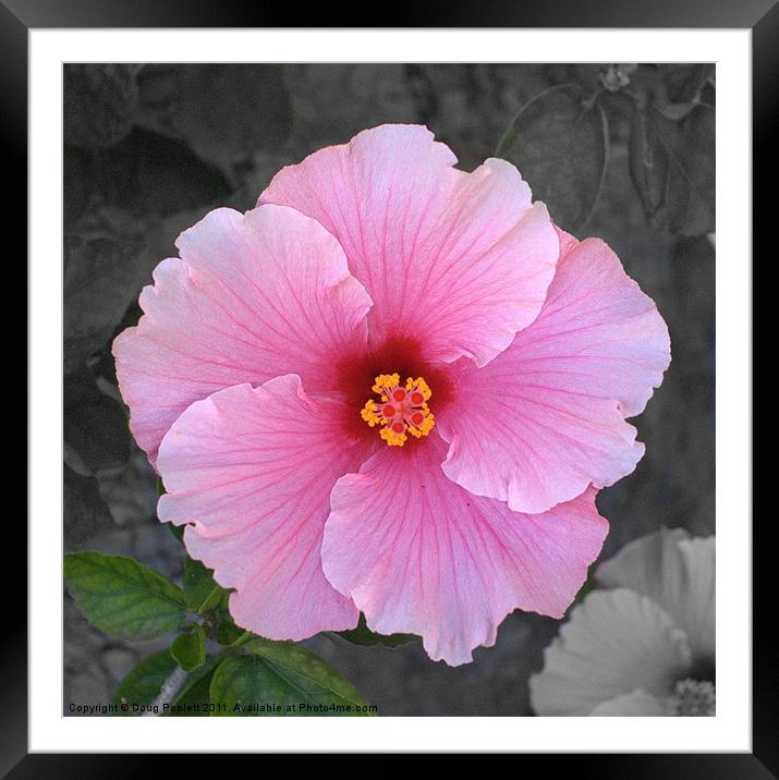 PINK HIBISCUS Framed Mounted Print by Doug Poplett