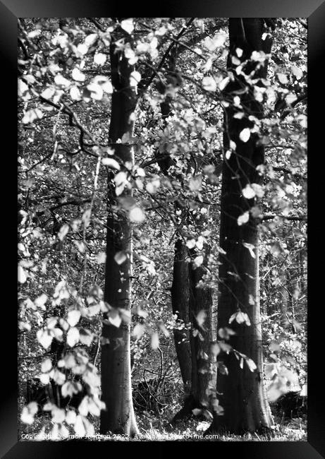 Autumn woodland Framed Print by Simon Johnson