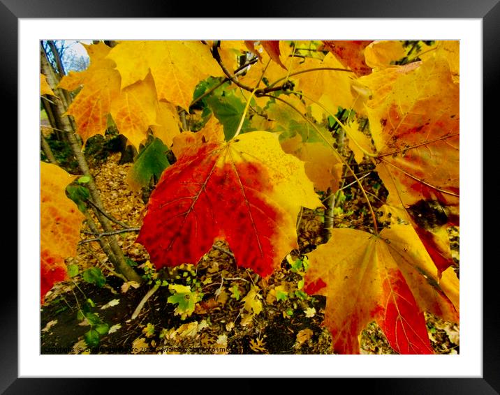 Colourful Autumn leaves Framed Mounted Print by Stephanie Moore