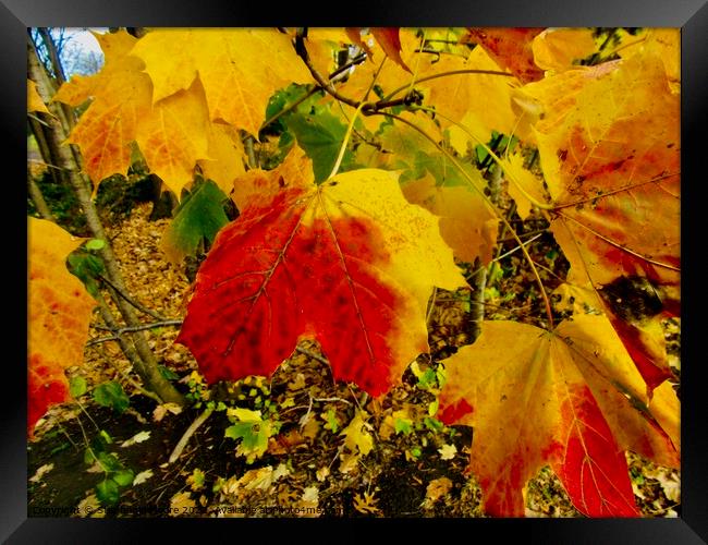 Colourful Autumn leaves Framed Print by Stephanie Moore