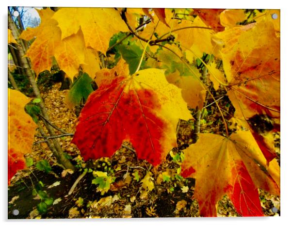 Colourful Autumn leaves Acrylic by Stephanie Moore