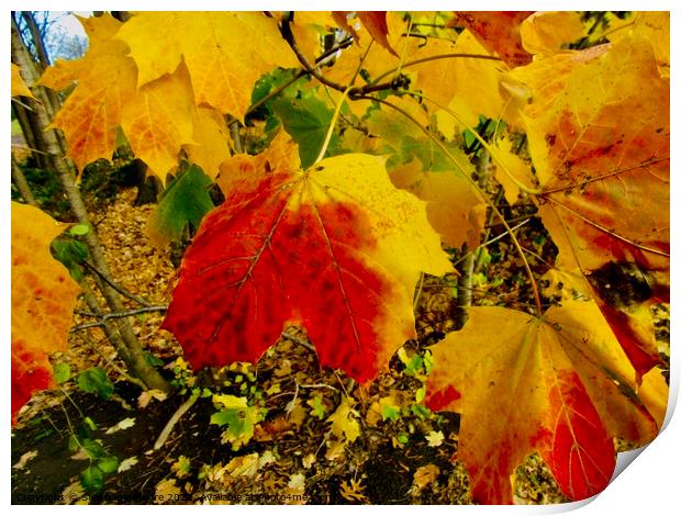 Colourful Autumn leaves Print by Stephanie Moore