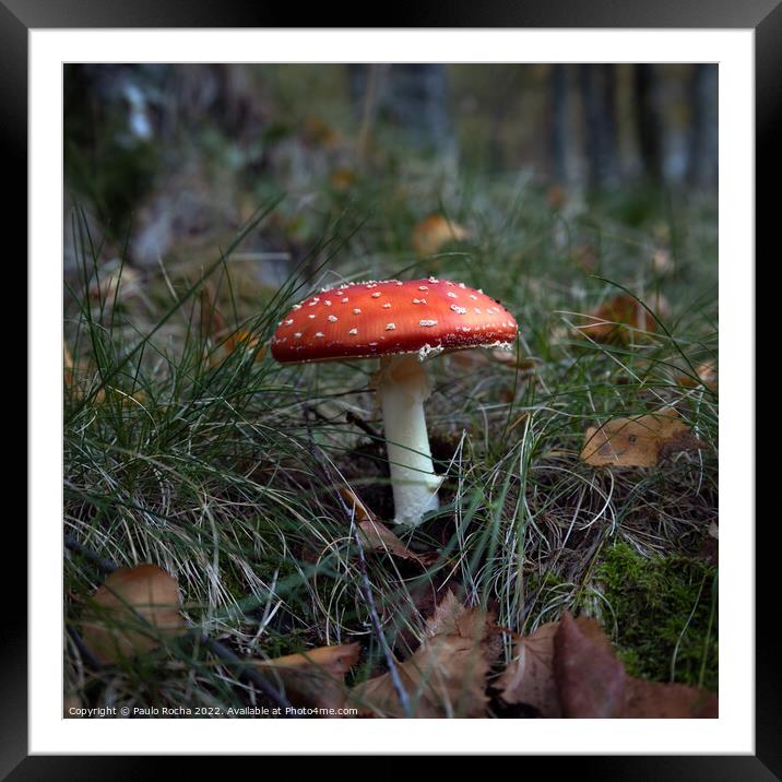 Red mushroom (Amanita Muscaria)  Framed Mounted Print by Paulo Rocha