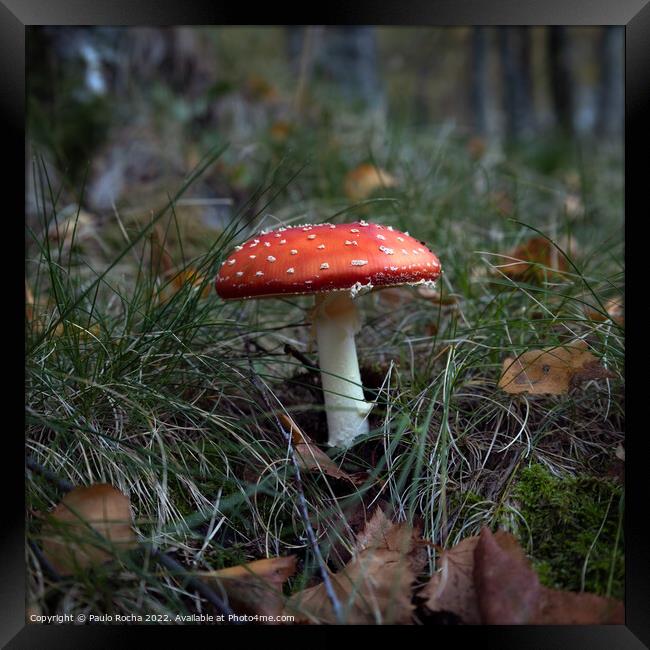 Red mushroom (Amanita Muscaria)  Framed Print by Paulo Rocha