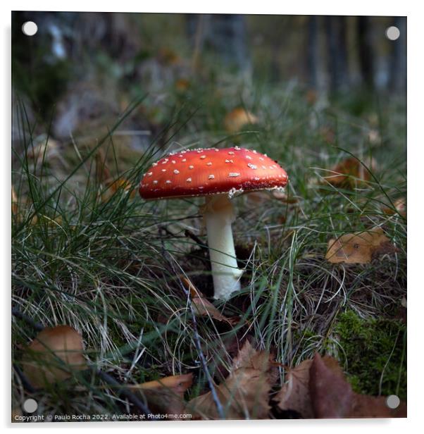 Red mushroom (Amanita Muscaria)  Acrylic by Paulo Rocha
