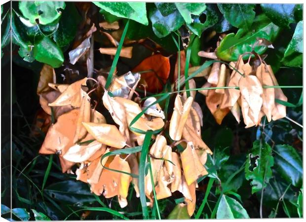 Dead leaves Canvas Print by Stephanie Moore
