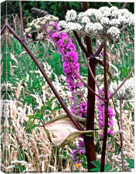 Colourful Irish weeds Canvas Print by Stephanie Moore
