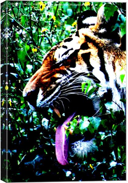 Amur Tiger Canvas Print by Alan Harman