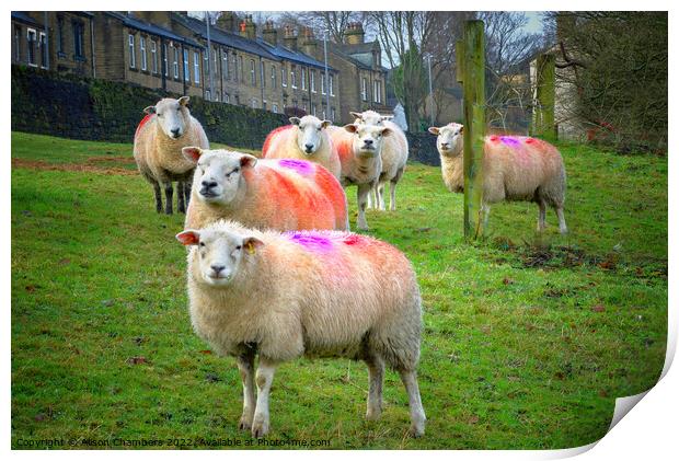 Colourful Flock of Sheep Print by Alison Chambers