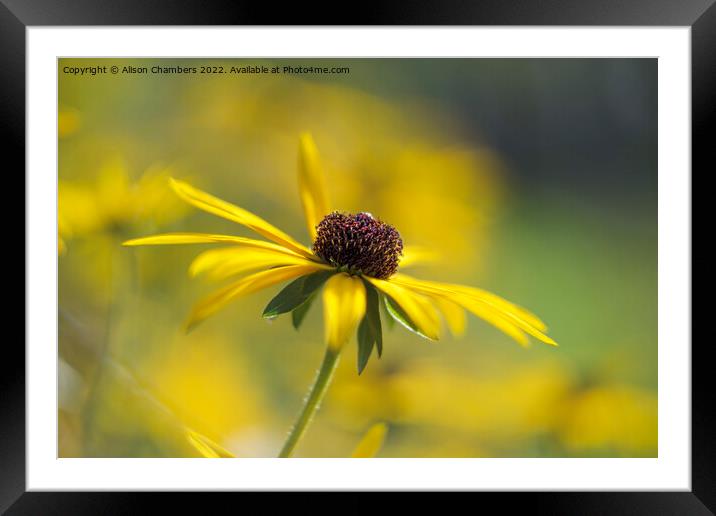 Rudbeckia Flower Framed Mounted Print by Alison Chambers