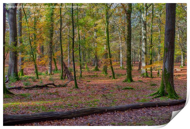 Beautiful Autumn Forest Scenery  Print by Derek Daniel