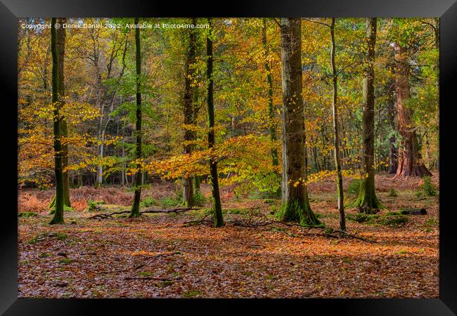Wonderful Autumn Forest Scene Framed Print by Derek Daniel