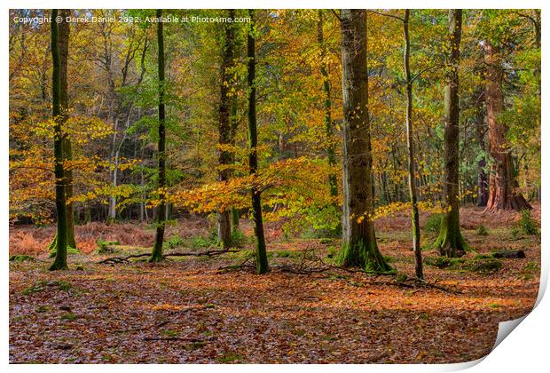 Wonderful Autumn Forest Scene Print by Derek Daniel