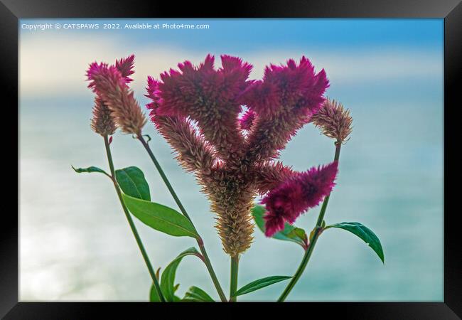 A FLOWER IN PARADISE Framed Print by CATSPAWS 