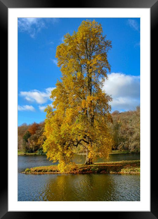 Maple Tree in Golden Autumn Splendor Framed Mounted Print by Roger Mechan