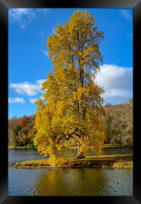 Maple Tree in Golden Autumn Splendor Framed Print by Roger Mechan