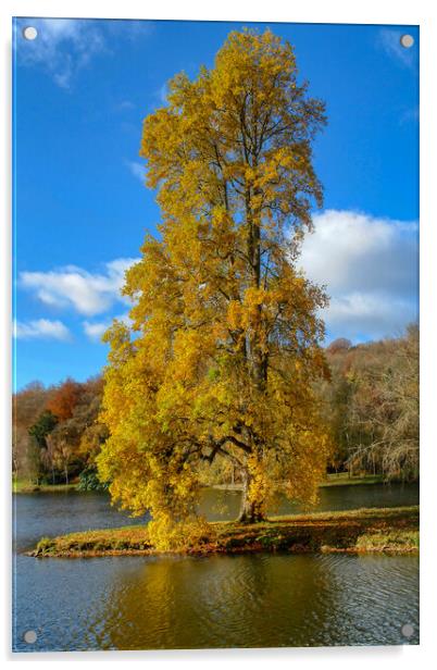 Maple Tree in Golden Autumn Splendor Acrylic by Roger Mechan