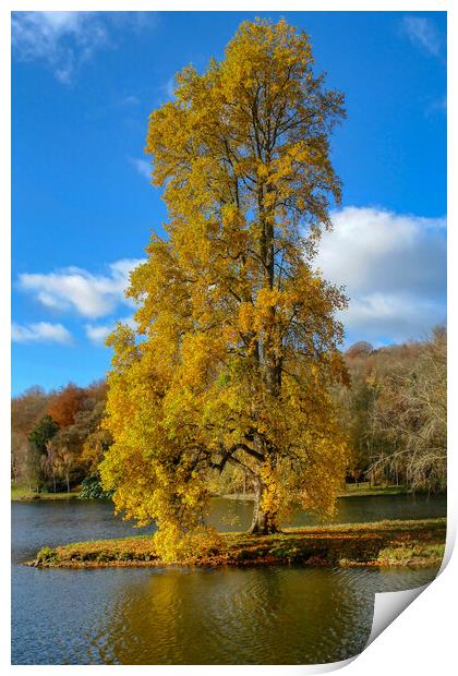 Maple Tree in Golden Autumn Splendor Print by Roger Mechan