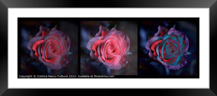 Three roses Framed Mounted Print by Cristina Pascu-Tulbure