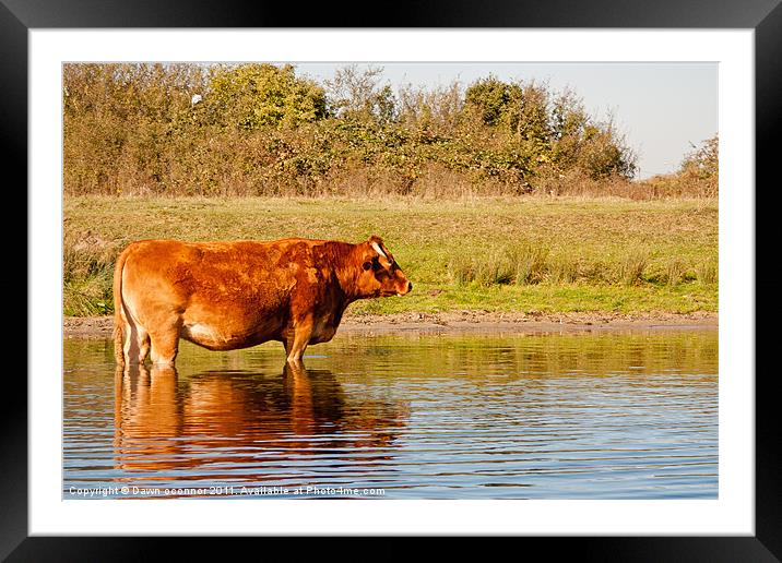 Cool Cow Framed Mounted Print by Dawn O'Connor