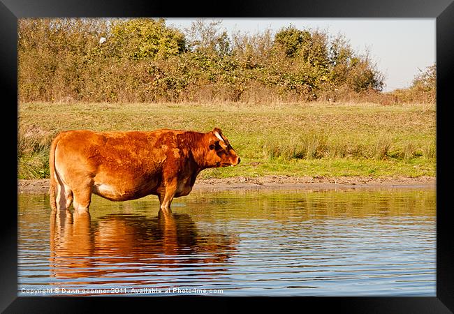 Cool Cow Framed Print by Dawn O'Connor