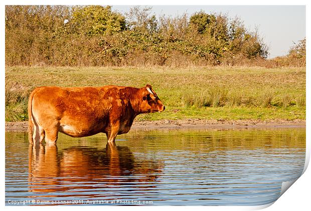 Cool Cow Print by Dawn O'Connor