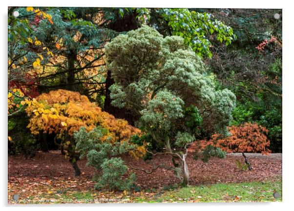 Autumn trees Acrylic by Joy Walker