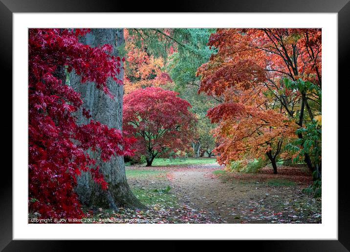 Acer trees in their Autumn colors  Framed Mounted Print by Joy Walker