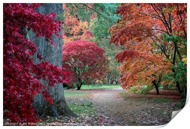 Acer trees in their Autumn colors  Print by Joy Walker