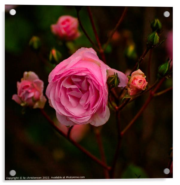 November Rose Acrylic by liz christensen