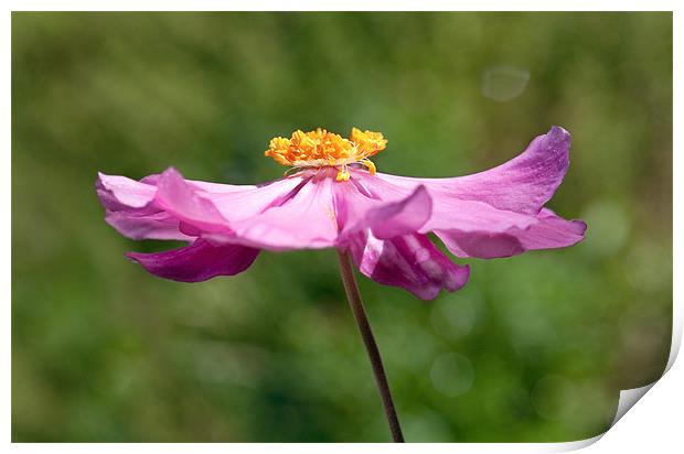 Sunlit Anemone Flower Print by Natalie Kinnear