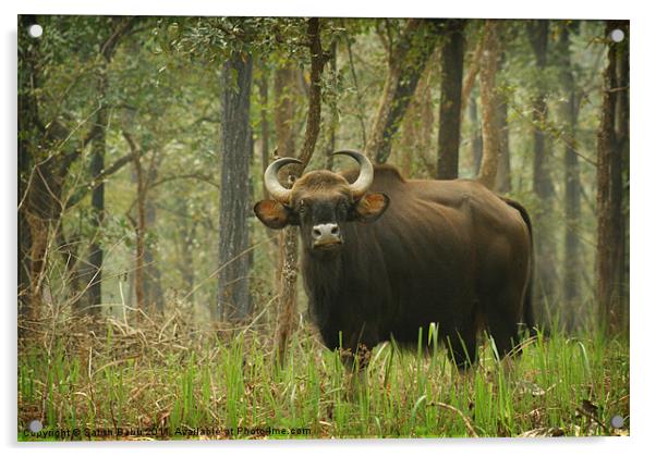 Bison Acrylic by Satish Babu