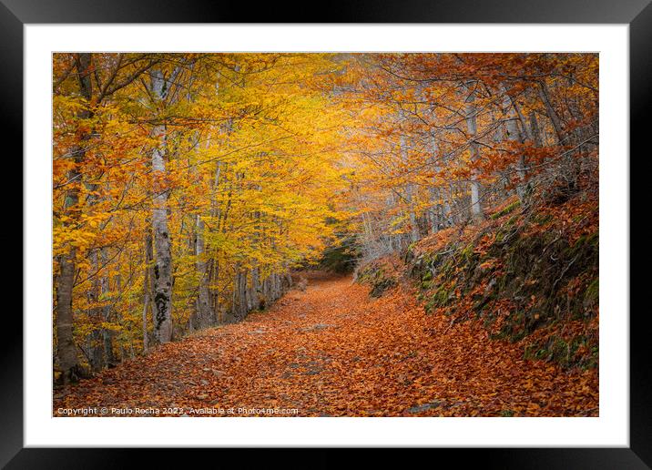Beautiful autumn forest landscape in Manteigas, Portugal Framed Mounted Print by Paulo Rocha