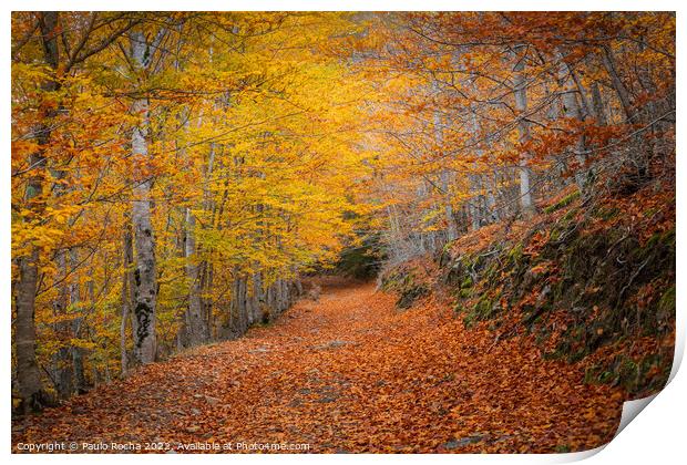 Beautiful autumn forest landscape in Manteigas, Portugal Print by Paulo Rocha