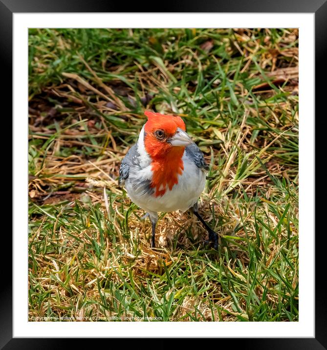 Red Crested Cardinal Waikiki Honolulu Hawaii Framed Mounted Print by William Perry