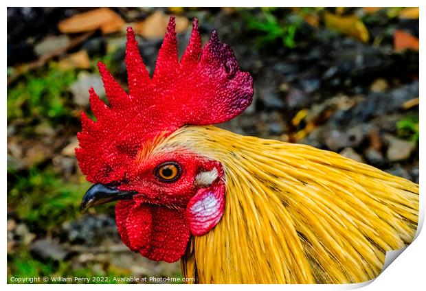 Red Junglefowl Rooster North Shore Oahu Hawaii  Print by William Perry