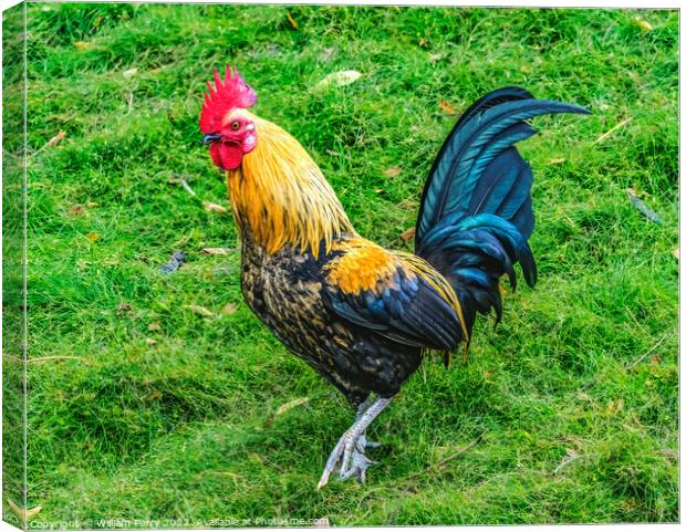 Red Junglefowl Rooster North Shore Oahu Hawaii  Canvas Print by William Perry