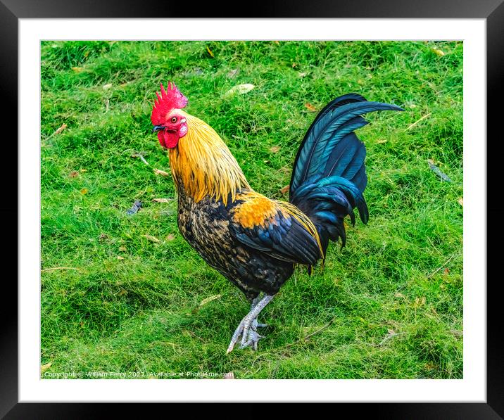 Red Junglefowl Rooster North Shore Oahu Hawaii  Framed Mounted Print by William Perry