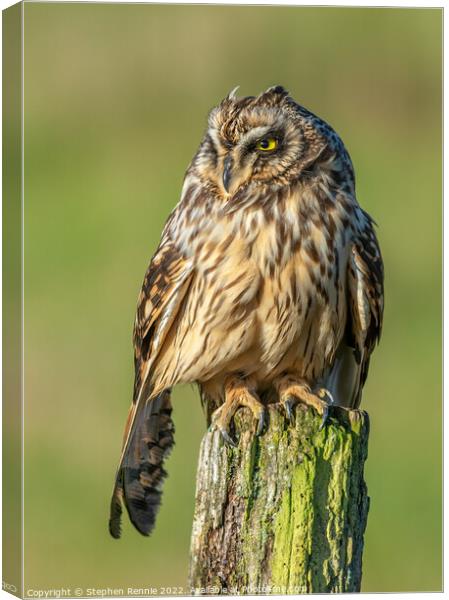Owl drying wings Canvas Print by Stephen Rennie