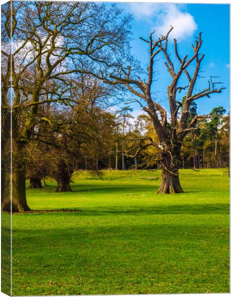 The Trees at Old Warden  Canvas Print by Simon Hill