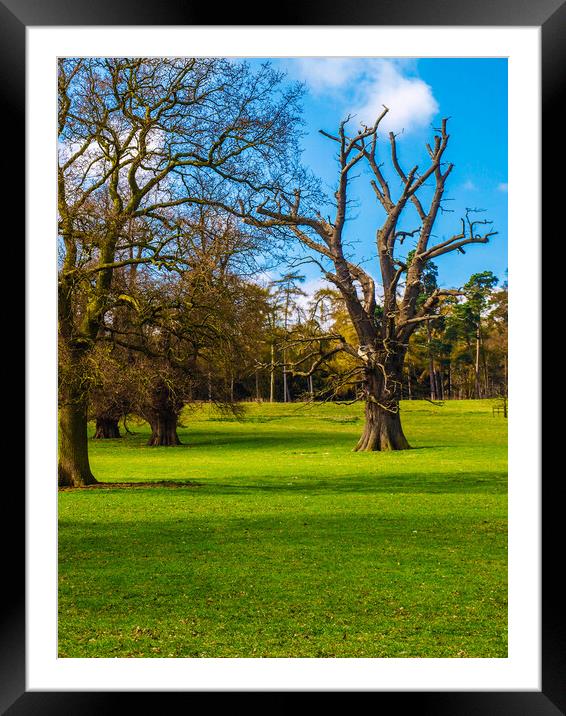 The Trees at Old Warden  Framed Mounted Print by Simon Hill