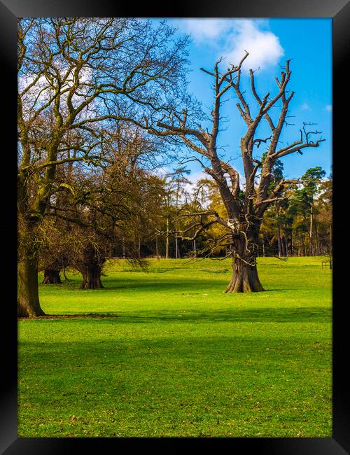 The Trees at Old Warden  Framed Print by Simon Hill