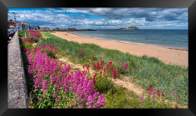 Wild flowers and beach at Milsey Bay, North Berwick Framed Print by Navin Mistry