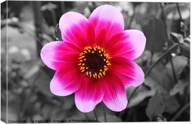 Flower Black with red/pink colour Canvas Print by craig sivyer