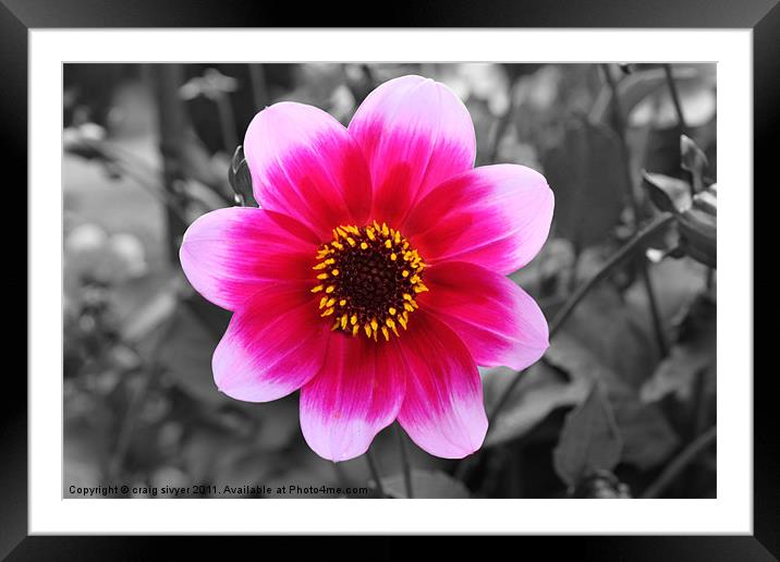 Flower Black with red/pink colour Framed Mounted Print by craig sivyer